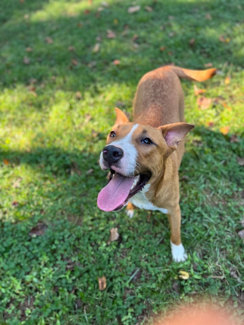Streusel, a Adoptable mixed breed in Rock Hill, SC image 6/17