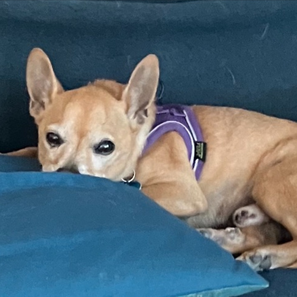 Enlarge Stickers, a Adoptable mixed breed in Atascadero, CA image 2/4