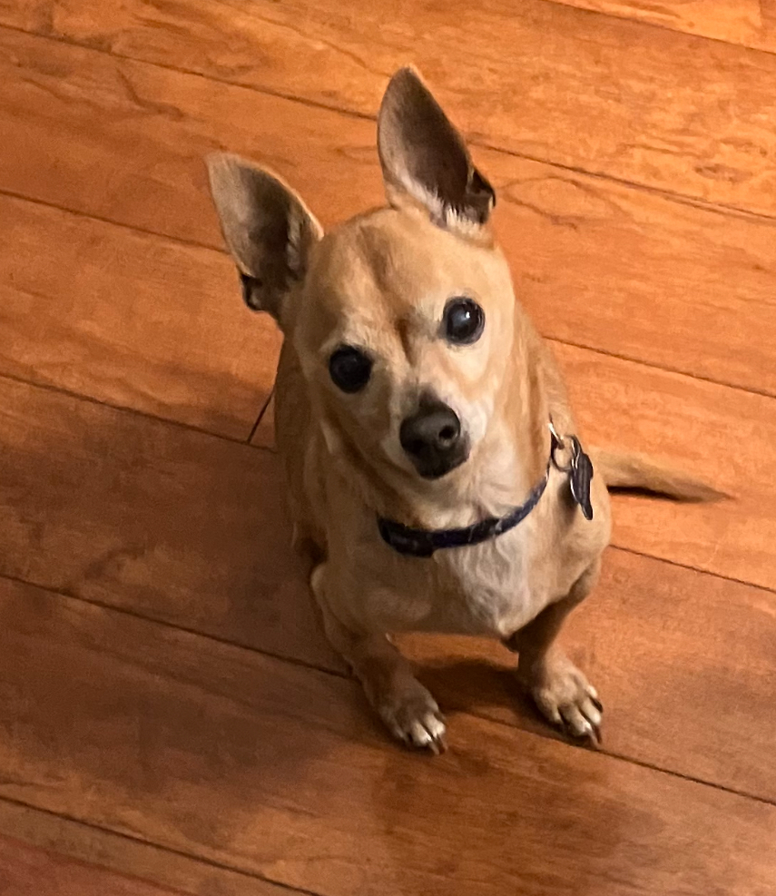 Enlarge Stickers, a Adoptable mixed breed in Atascadero, CA image 3/4