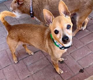 Enlarge Stickers, a Adoptable mixed breed in Atascadero, CA image 1/4