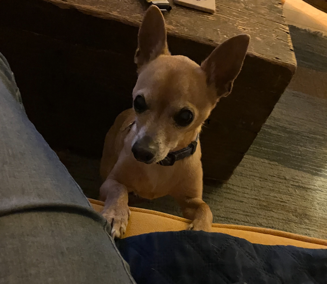 Enlarge Stickers, a Adoptable mixed breed in Atascadero, CA image 4/4