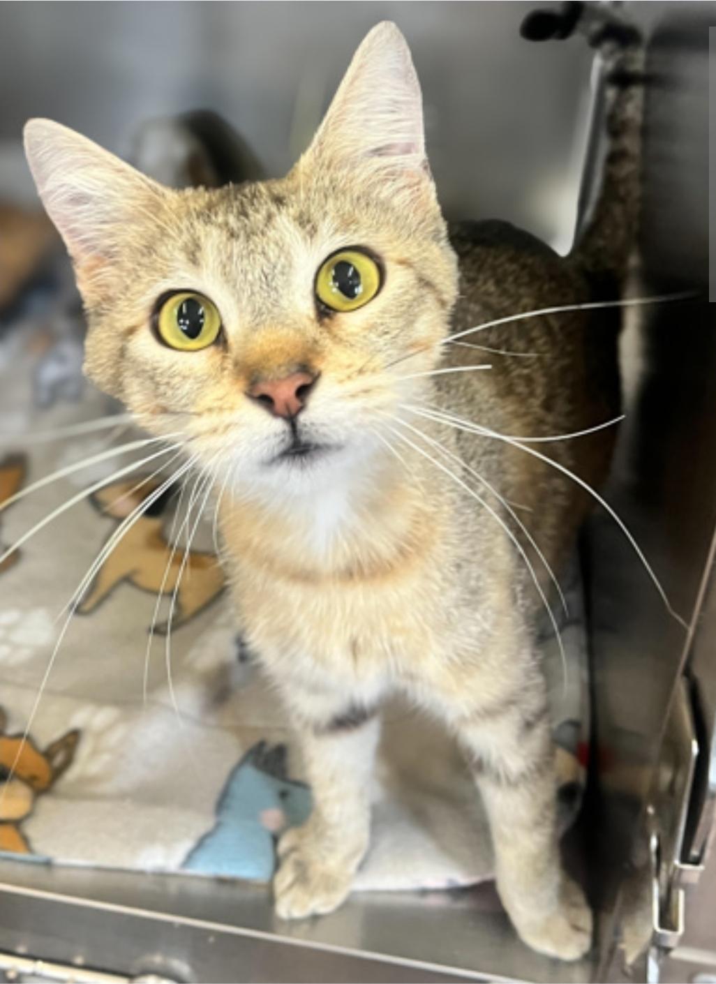 Enlarge Summer, a Adoptable Domestic Short Hair in Winfield, KS image 1/1
