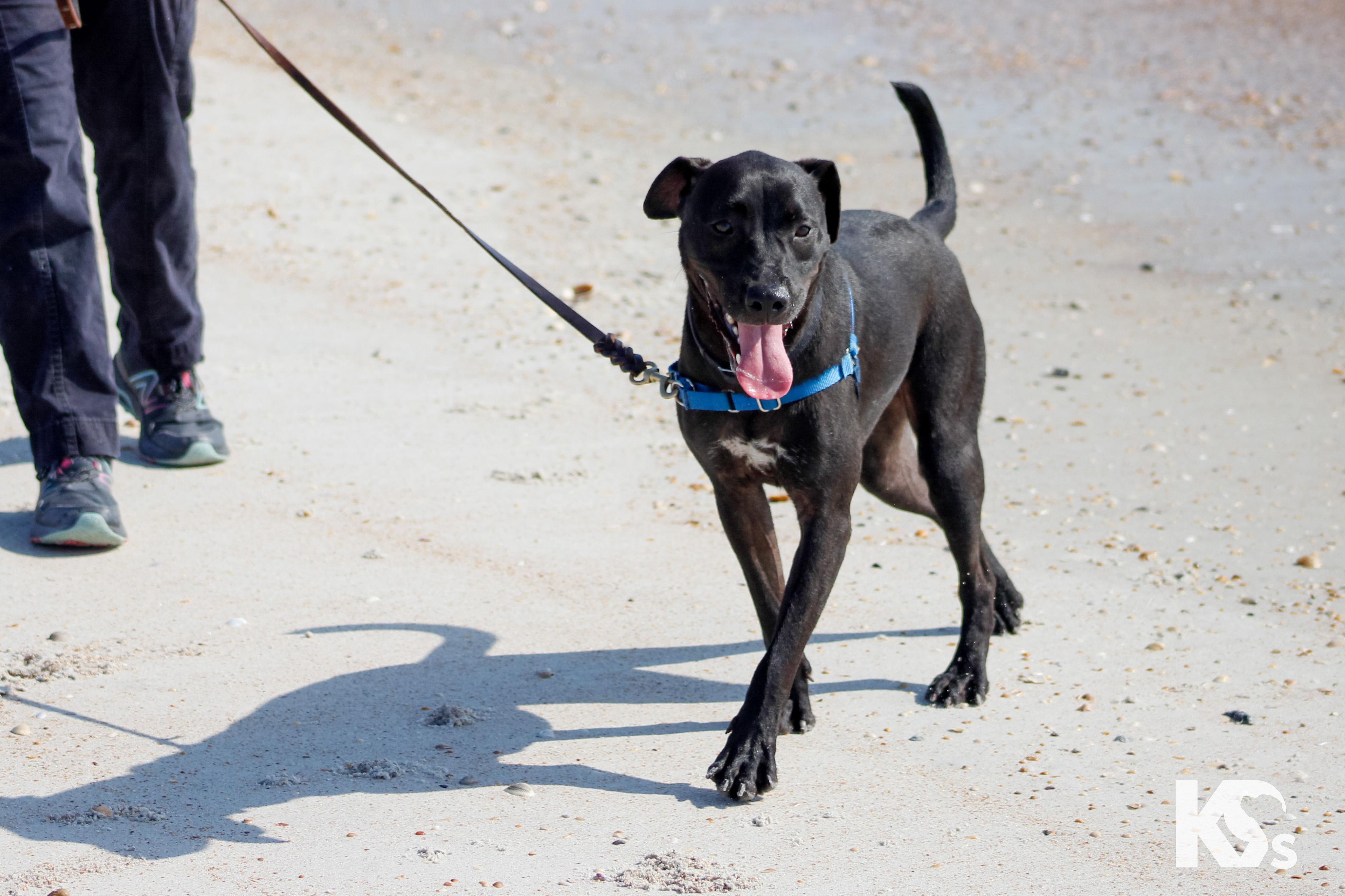 Mort, a Adoptable mixed breed in Ponte Vedra, FL image 4/6