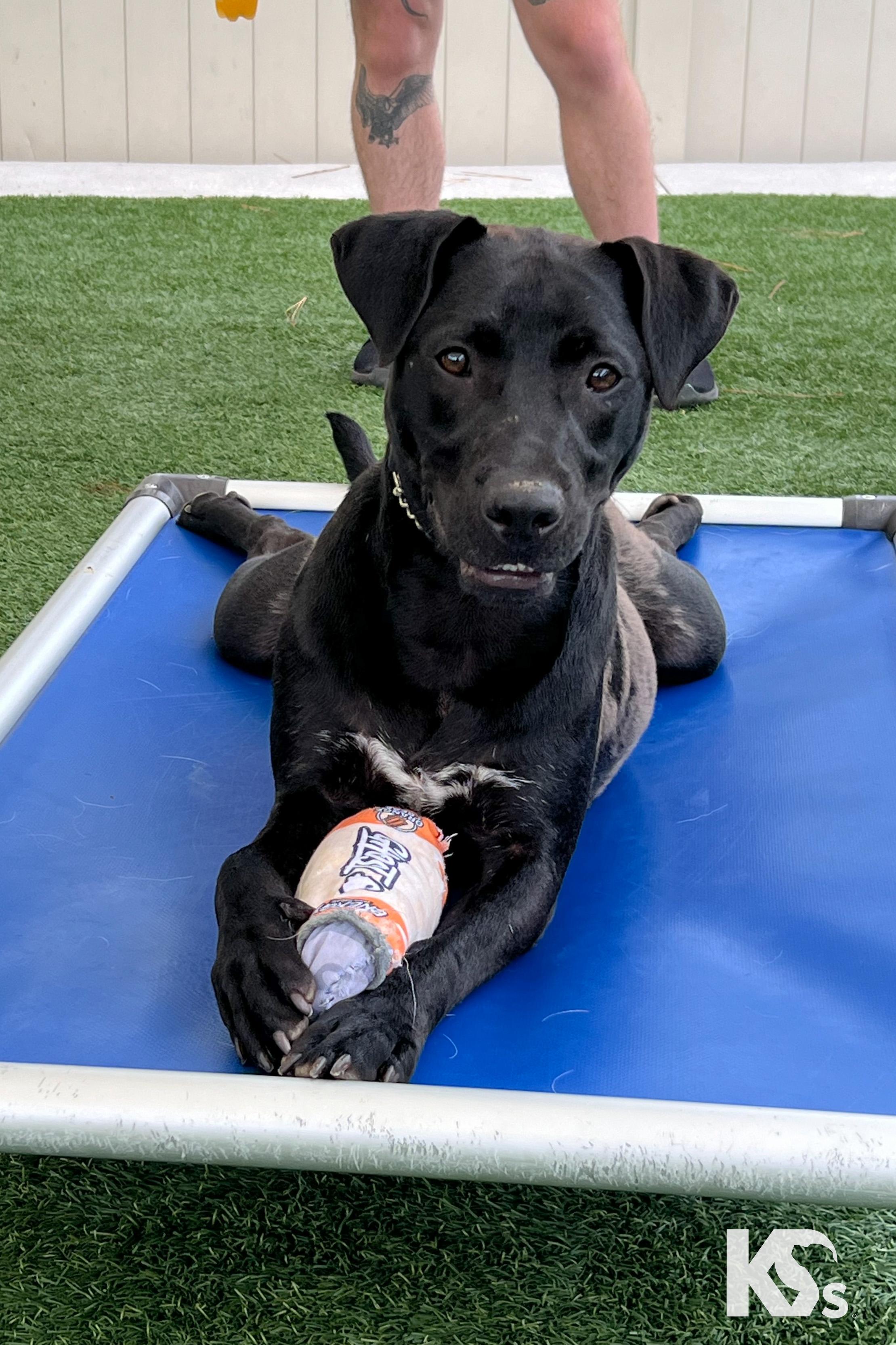 Mort, a Adoptable mixed breed in Ponte Vedra, FL image 3/6