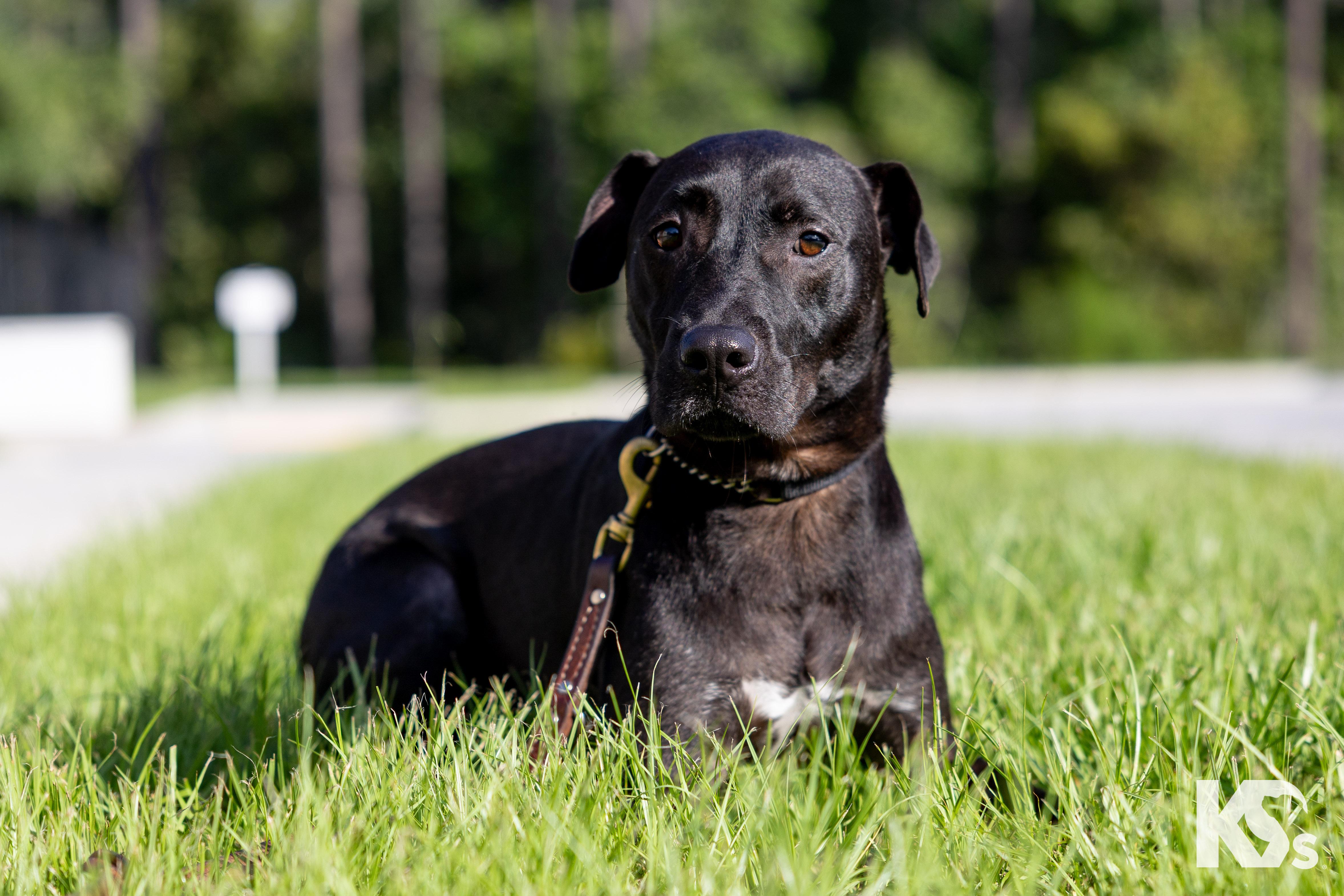 Mort, a Adoptable mixed breed in Ponte Vedra, FL image 3/3