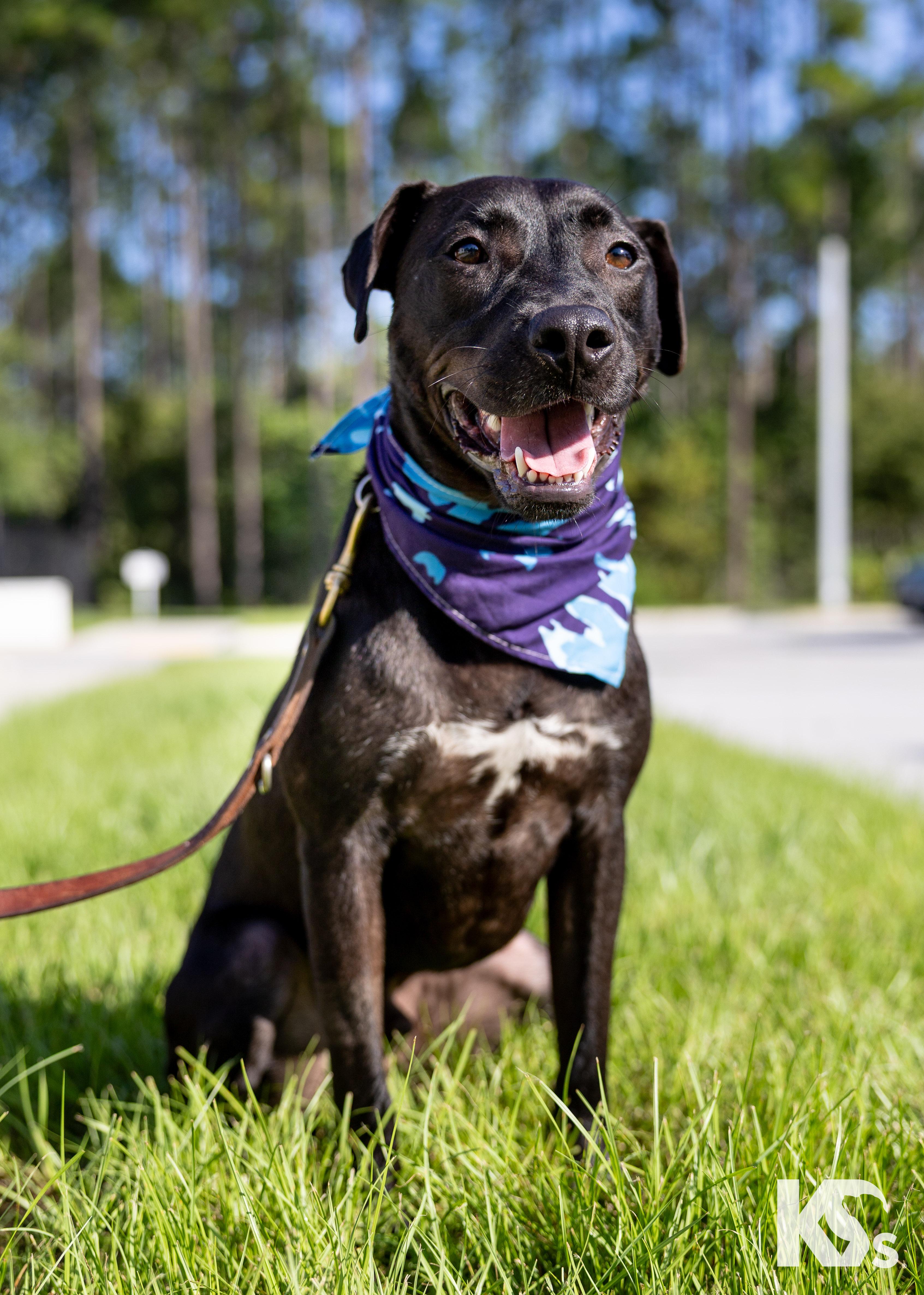 Mort, Adoptable, Young Male Black Labrador Retriever.