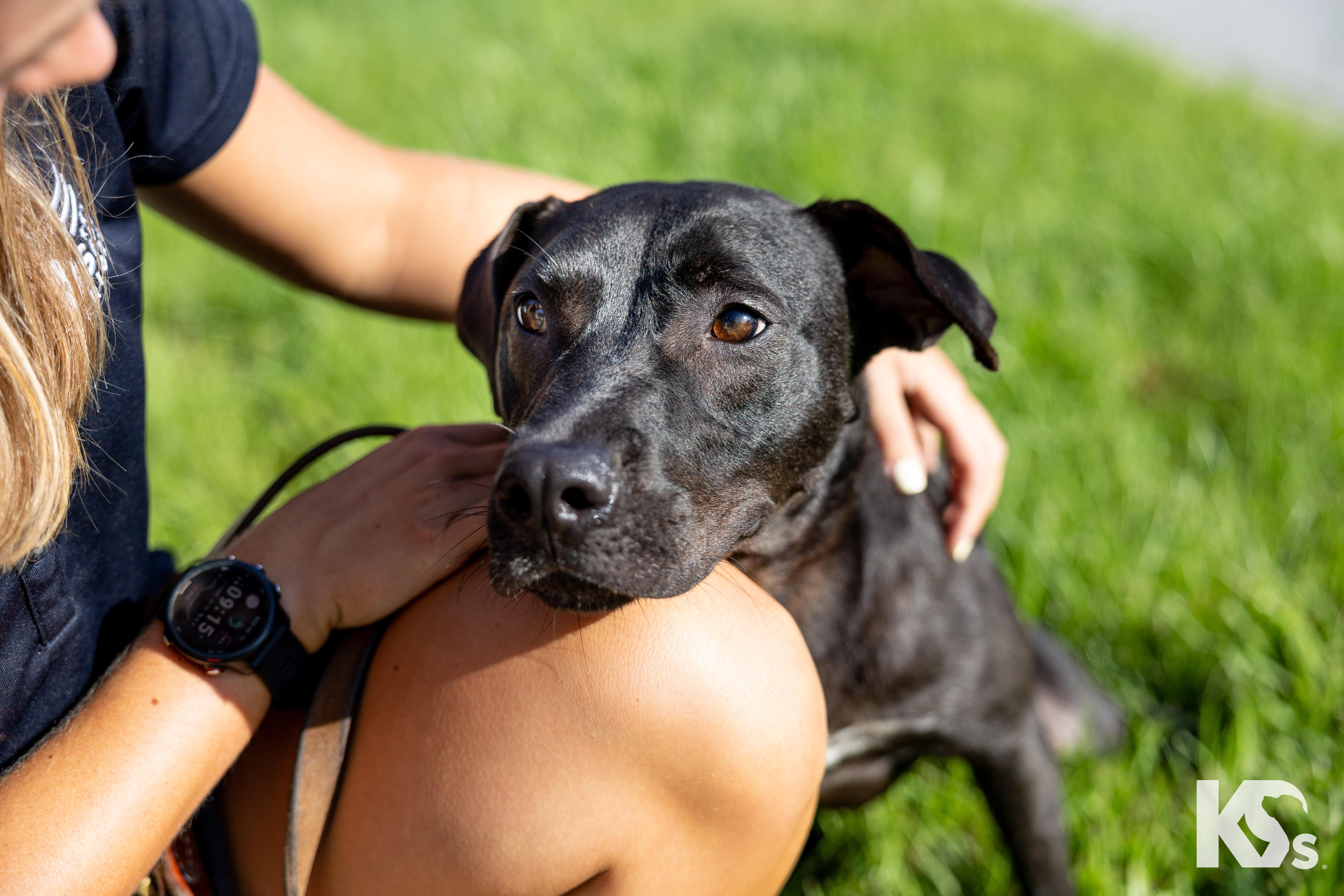 Mort, a Adoptable mixed breed in Ponte Vedra, FL image 2/3