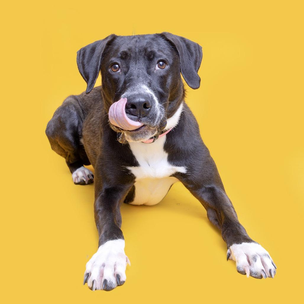 Whitney, Adoptable, Adult Female Mixed Breed.
