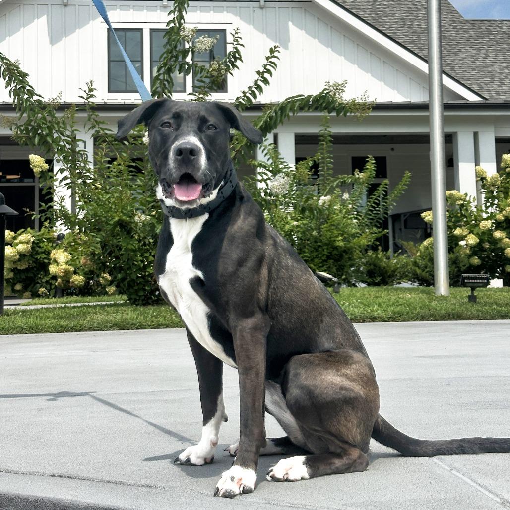 Enlarge Whitney, a Adoptable Mixed Breed in Franklin, TN image 3/5