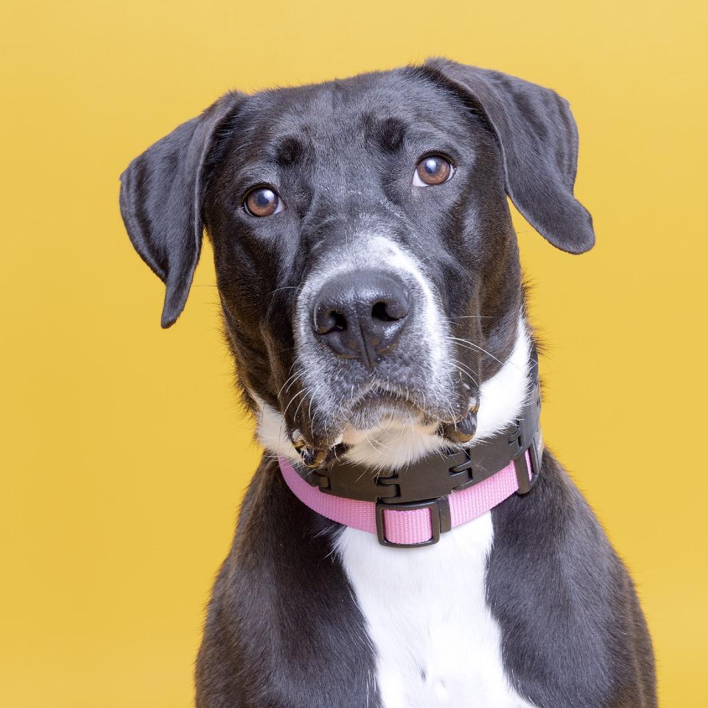 Enlarge Whitney, a Adoptable Mixed Breed in Franklin, TN image 3/4