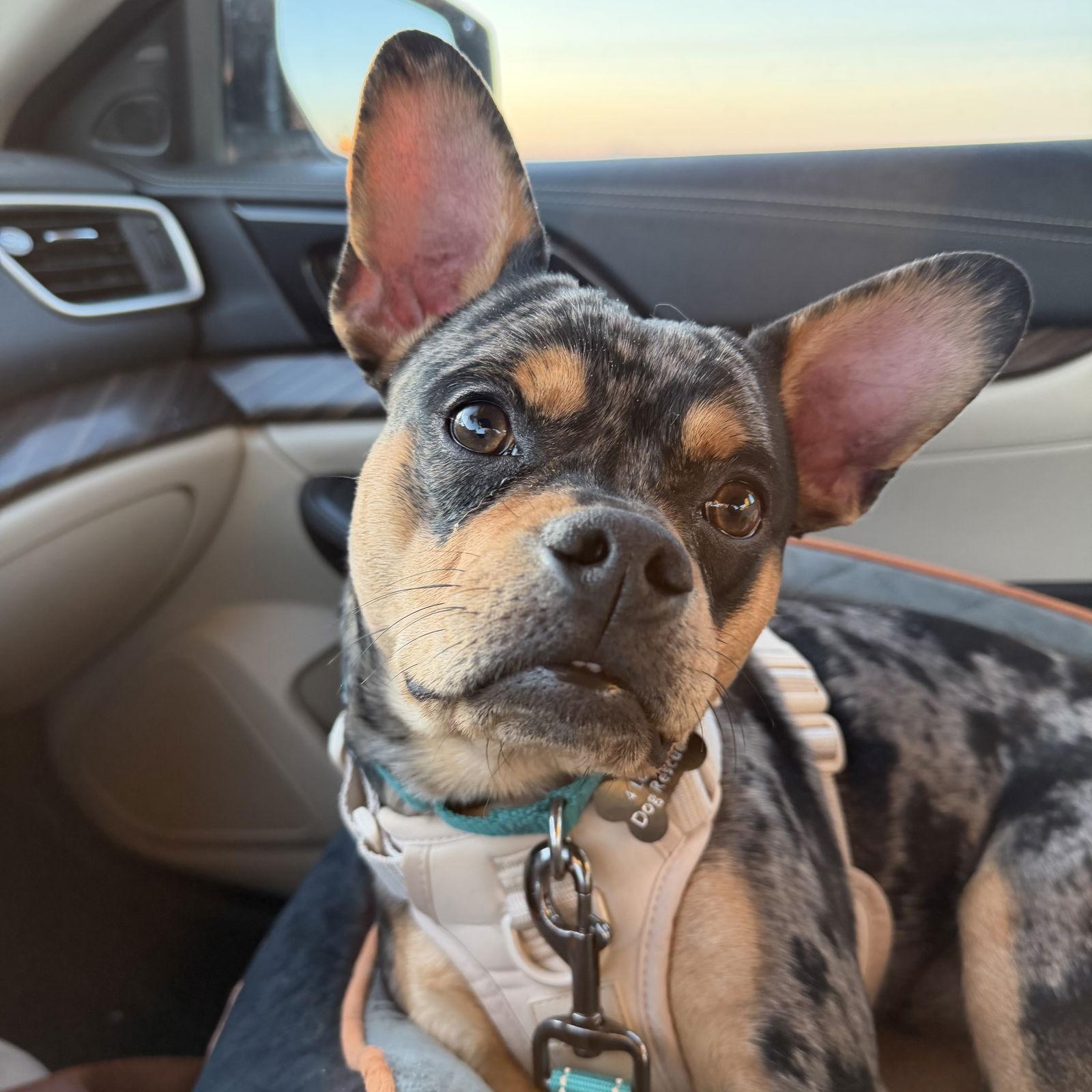 Special Ops Camo — thumbnail 2