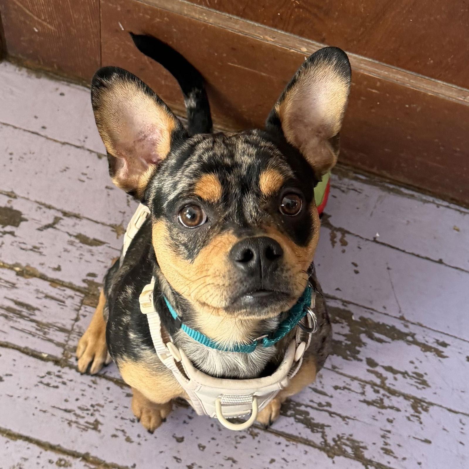 Special Ops Camo — thumbnail 3