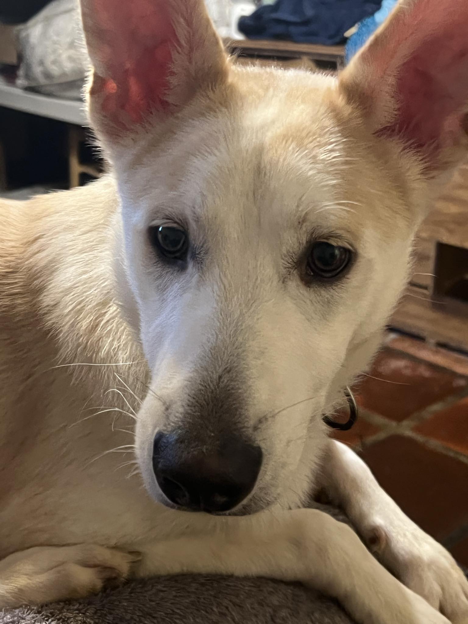 Bruno, Adoptable, Young Male German Shepherd Dog.