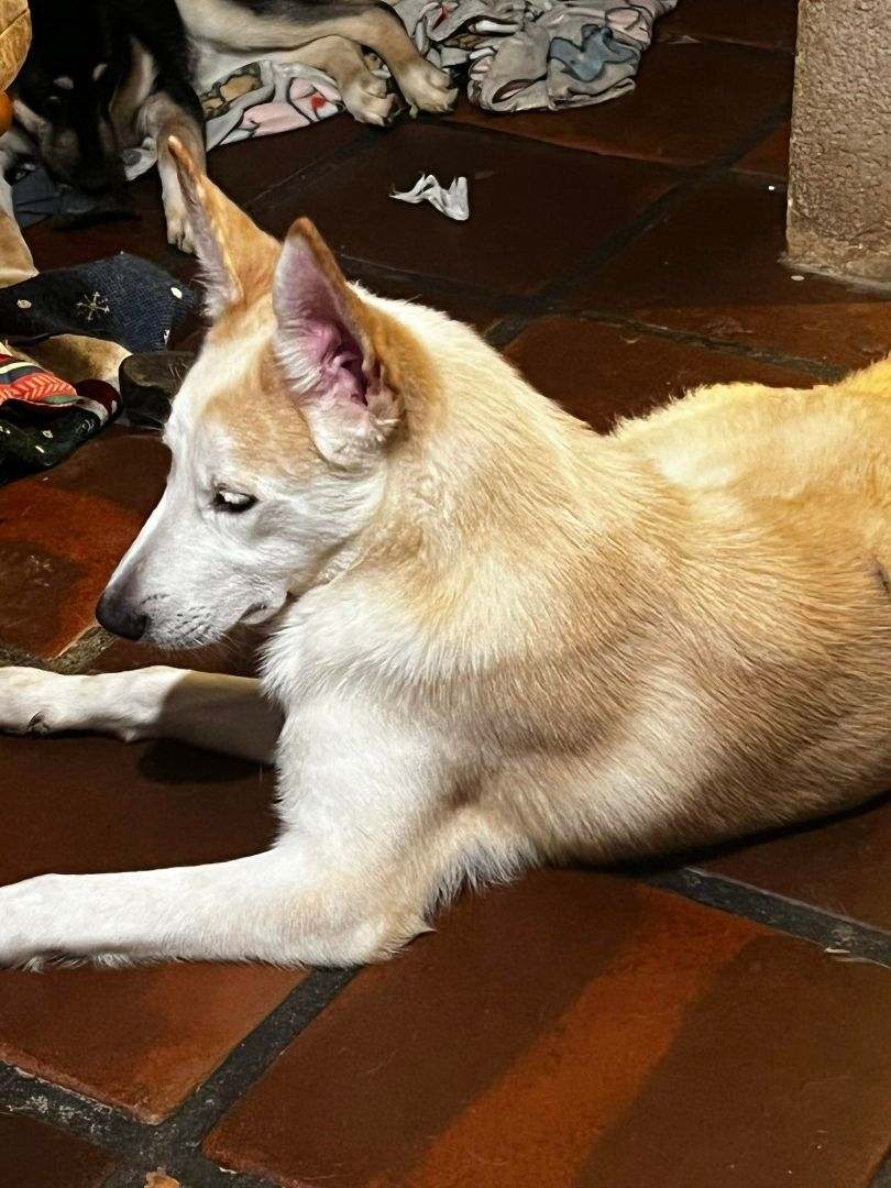 Bruno, a Adoptable German Shepherd Dog image 4/4