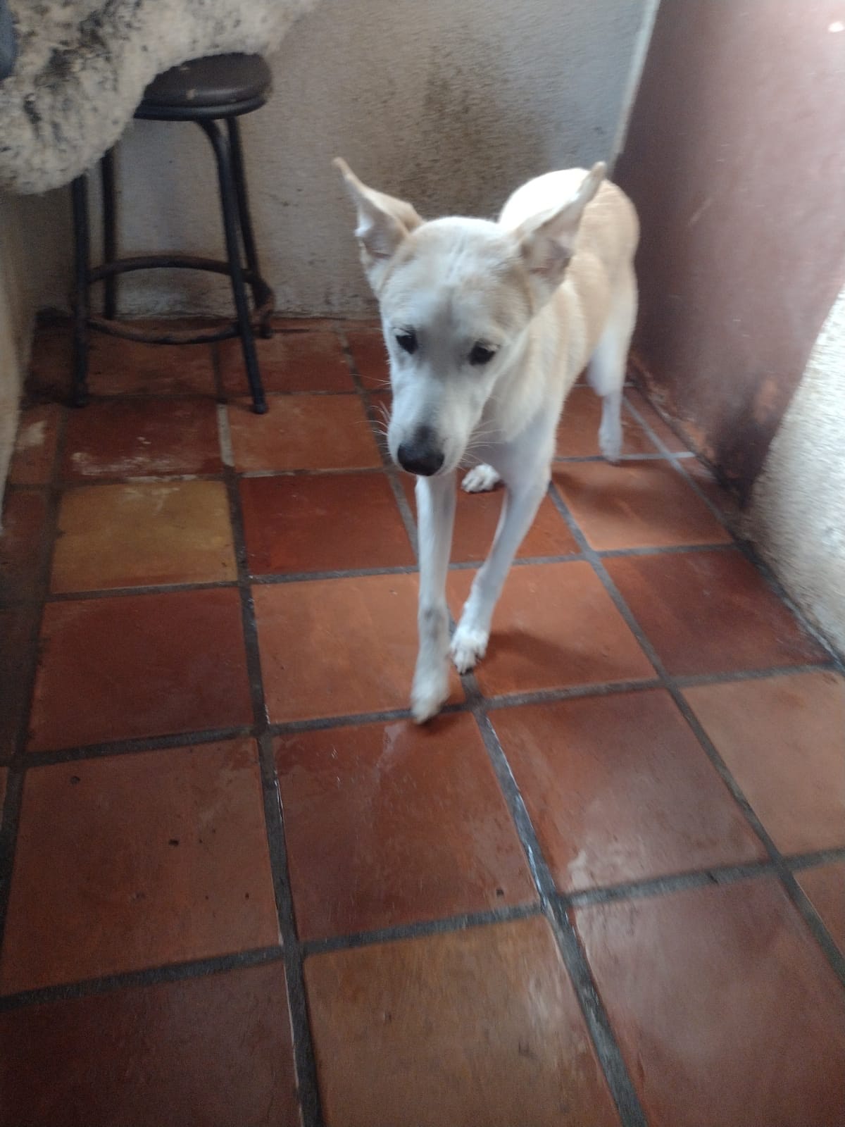 Bruno, a Adoptable German Shepherd Dog image 3/4