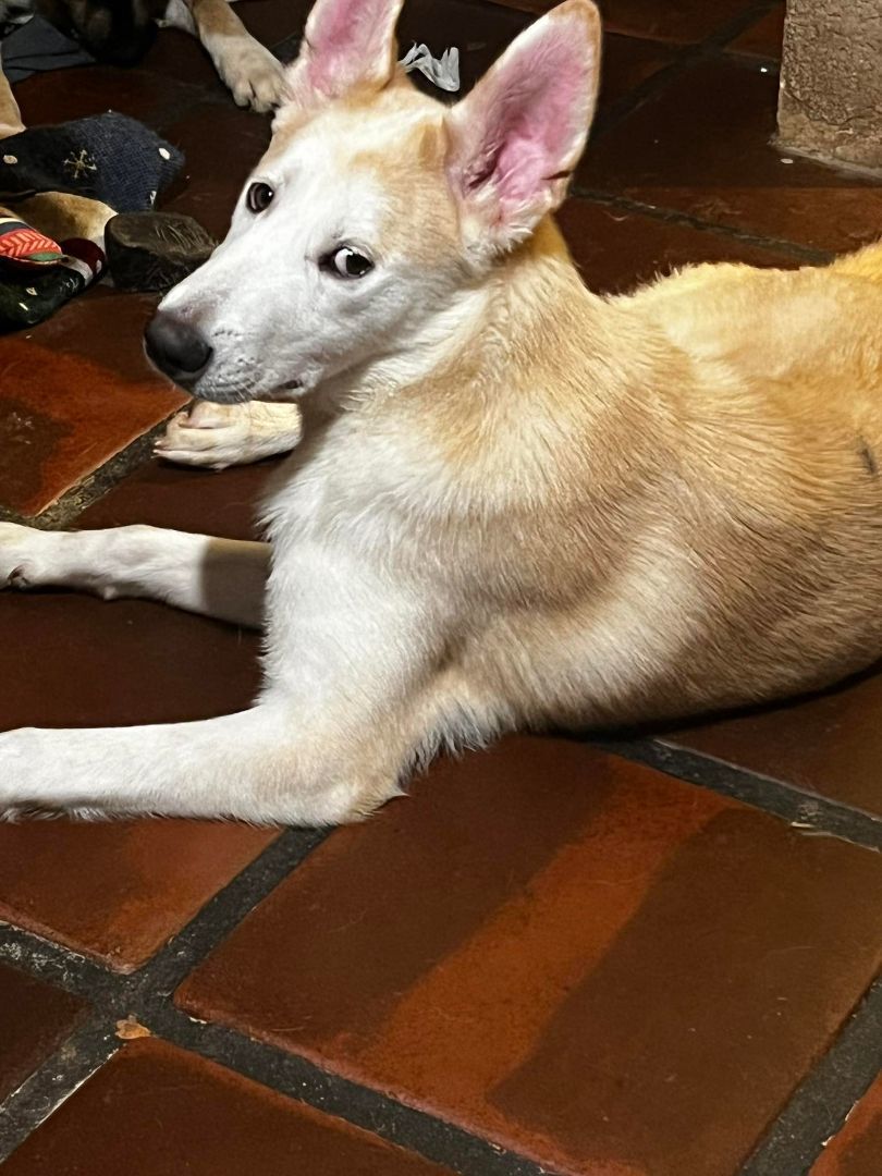 Bruno, a Adoptable German Shepherd Dog image 2/4