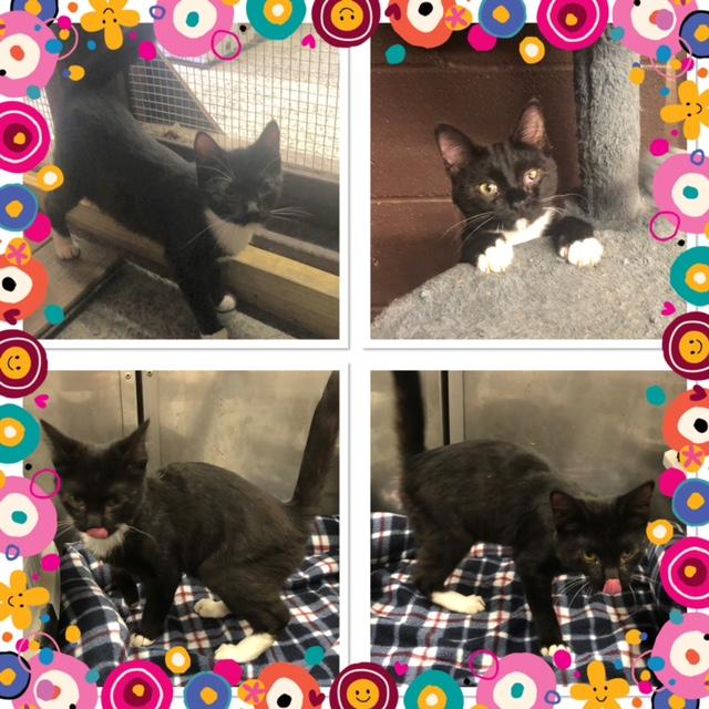 Enlarge CORALINE, a Adoptable Domestic Short Hair in Buckhannon, WV image 1/1