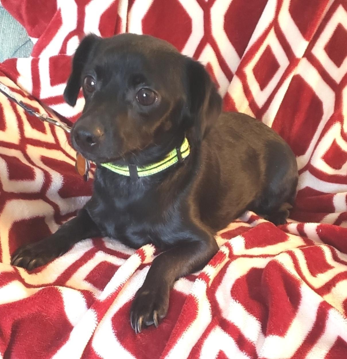 Ripley, ADOPTABLE, Young Male Chihuahua.