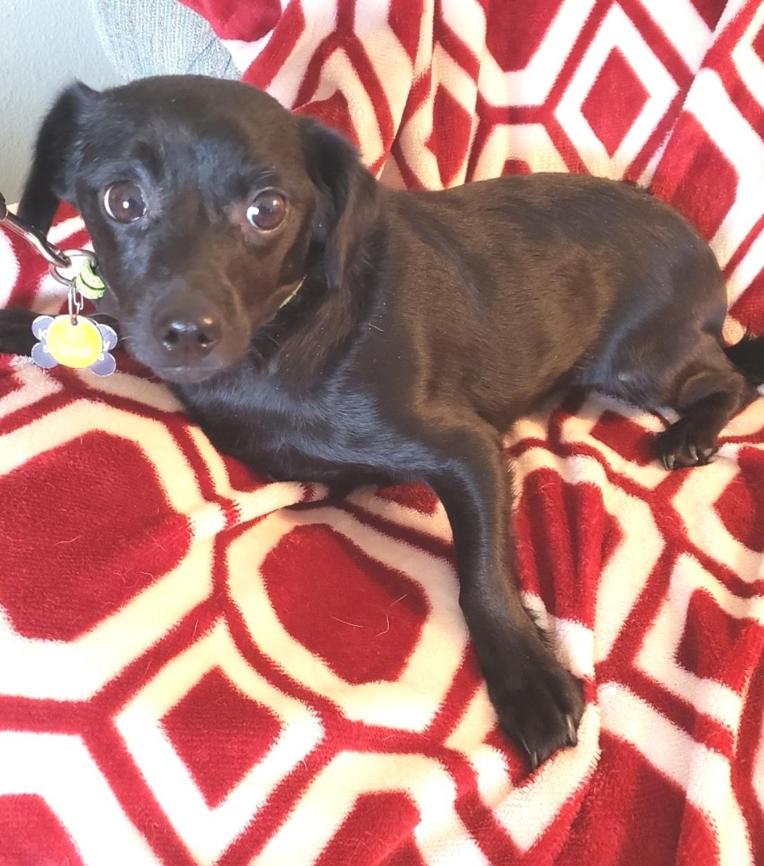 Ripley, a ADOPTABLE mixed breed in Norman, OK image 2/6