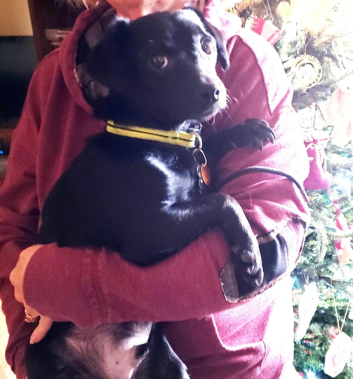 Ripley, a ADOPTABLE mixed breed in Norman, OK image 3/6