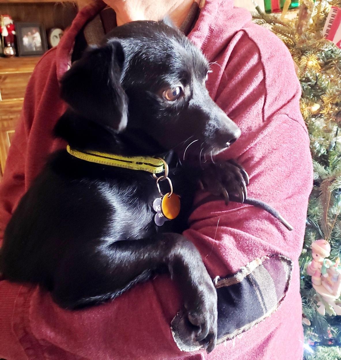 Ripley, a ADOPTABLE mixed breed in Norman, OK image 4/6