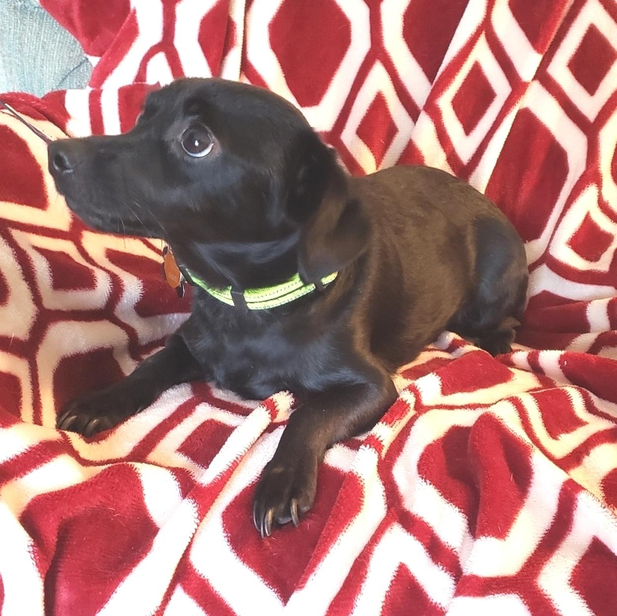 Ripley, a ADOPTABLE mixed breed in Norman, OK image 5/6