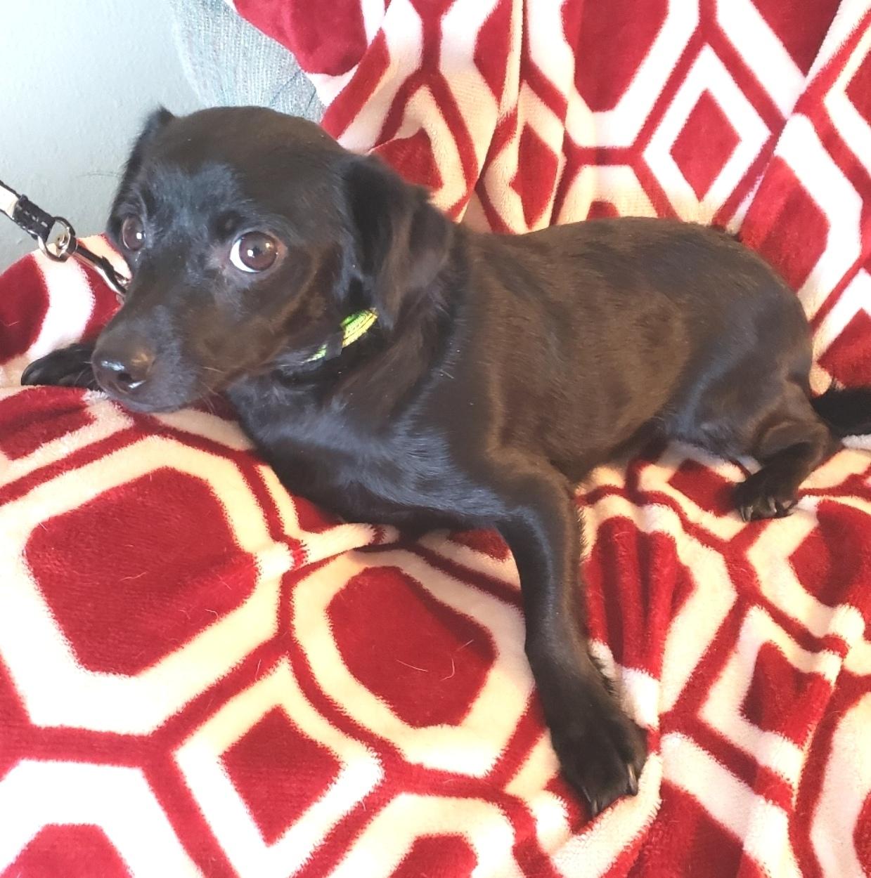 Ripley, a ADOPTABLE mixed breed in Norman, OK image 6/6