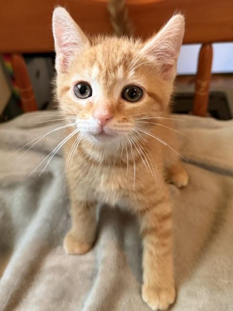 Marley, adopted, Kitten Male Domestic Short Hair.