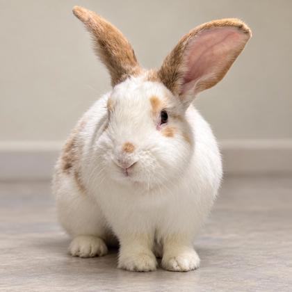 Enlarge Fusilli, a Adoptable mixed breed in Gwinn, MI image 1/1