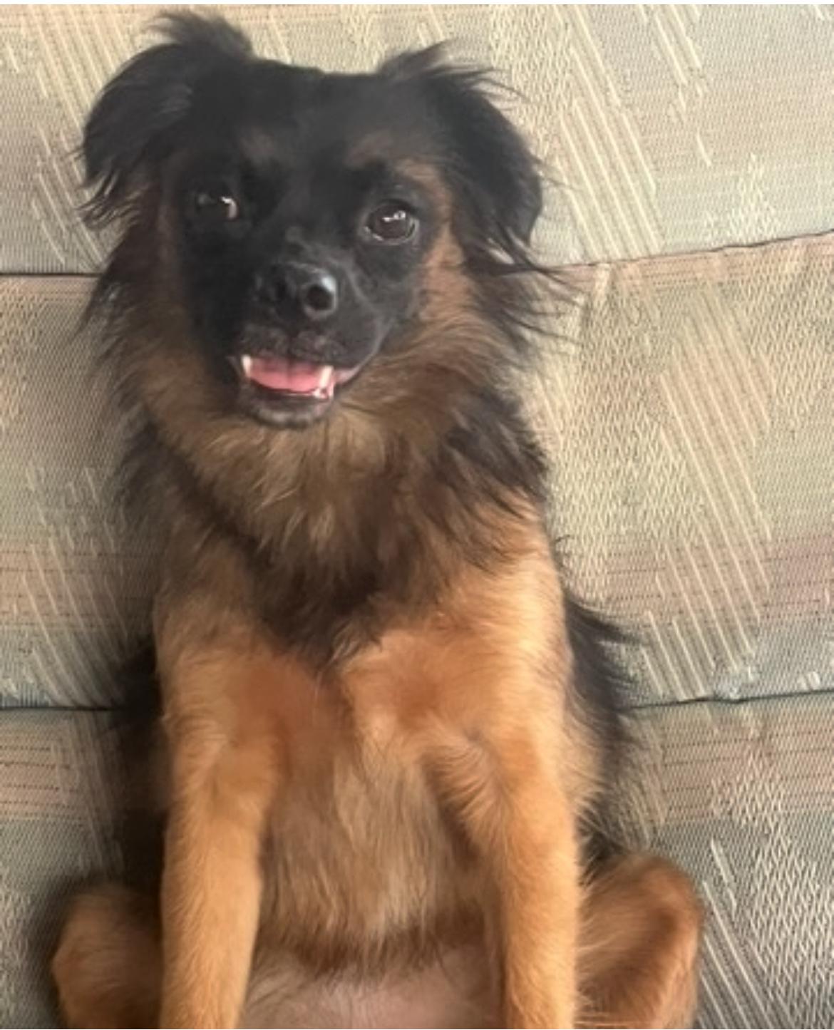 Evie, Adoptable, Adult Female Chihuahua.