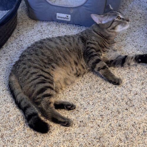 Tiger, Adoptable, Young Male Domestic Short Hair.