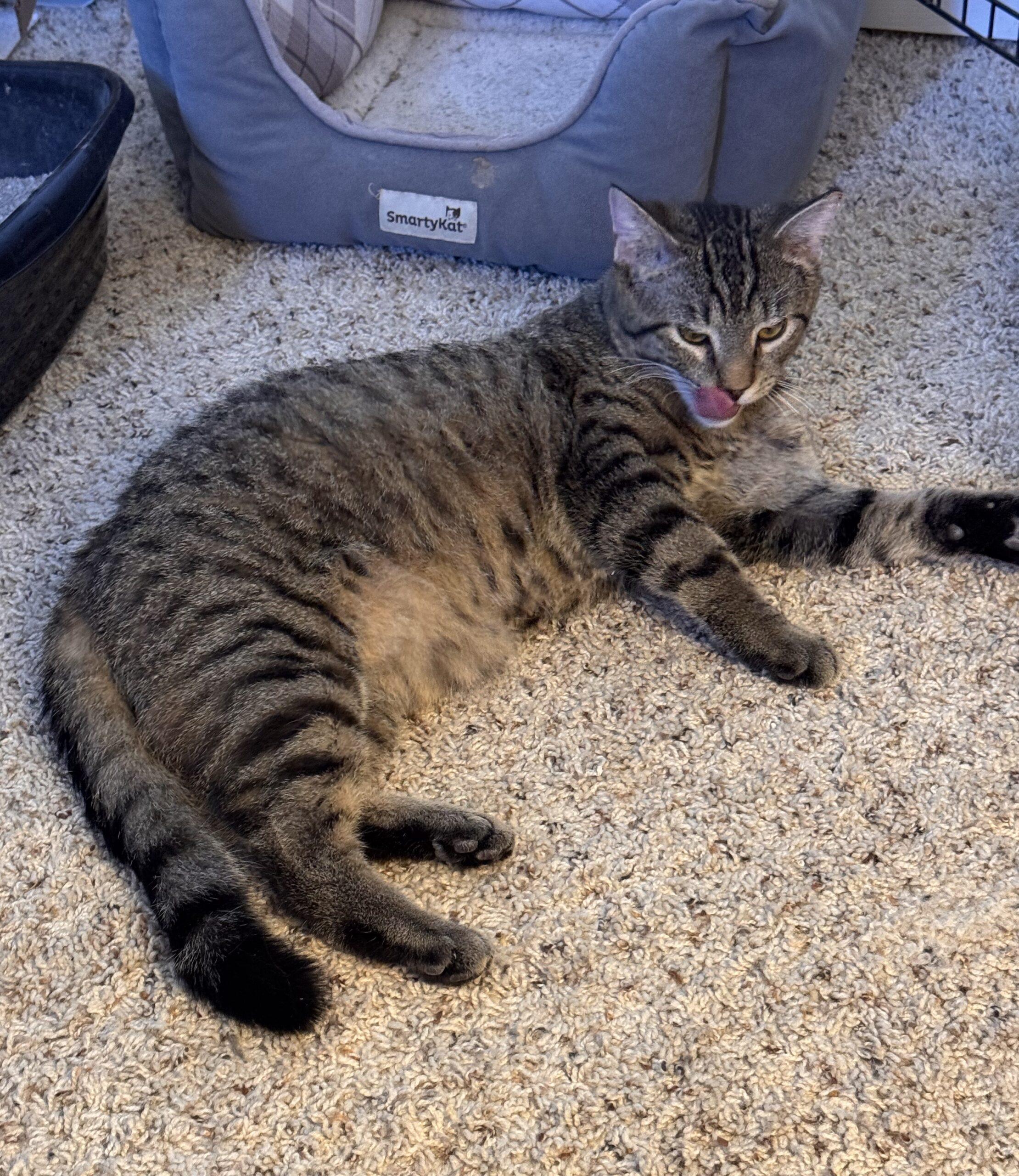 Enlarge Tiger, a Adoptable Domestic Short Hair in Seven Valleys, PA image 2/2