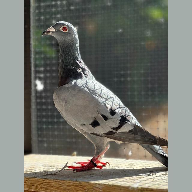 Appletini AKA Mystery, Adopted, Adult Male Pigeon.