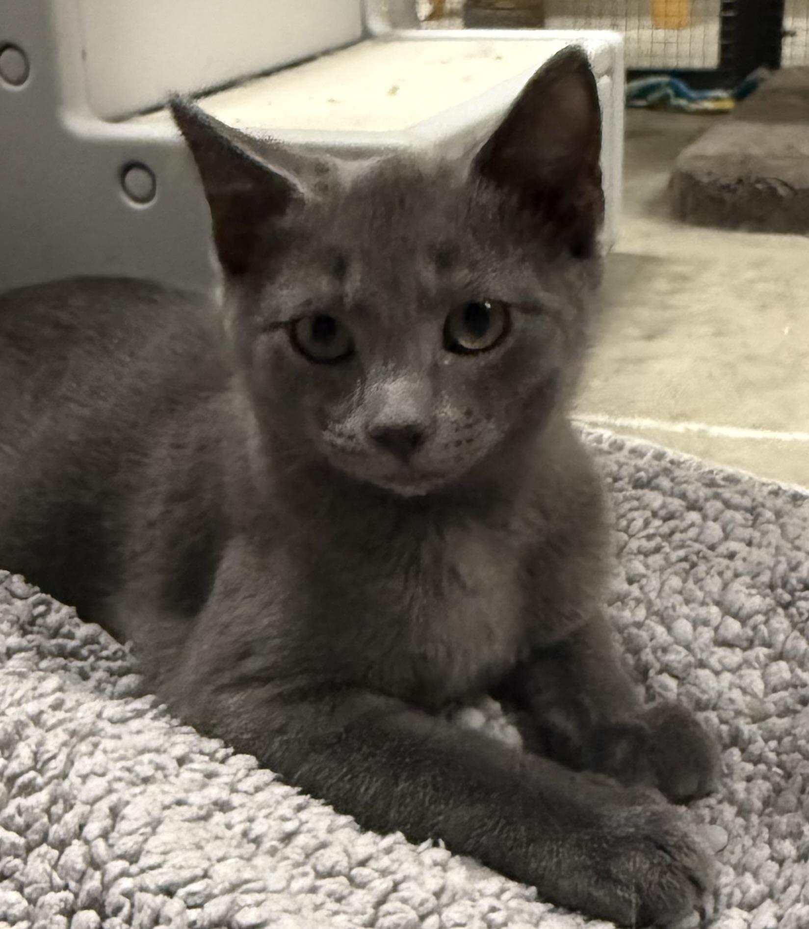 Sarabi (illusion name meaning), a Adoptable Domestic Short Hair in CANONSBURG, PA image 2/5