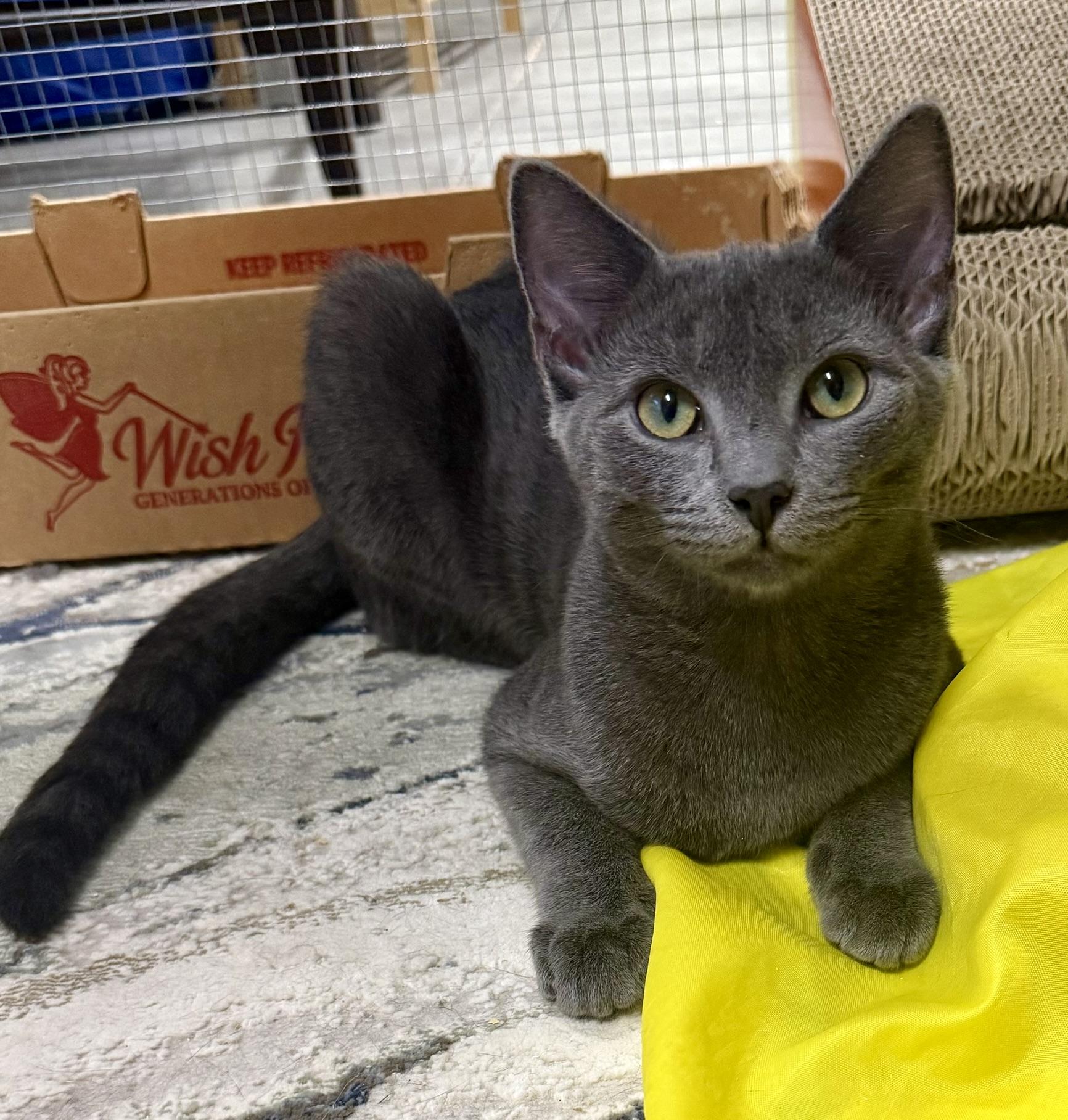 Sarabi (illusion name meaning), a Adoptable Domestic Short Hair in CANONSBURG, PA image 5/5