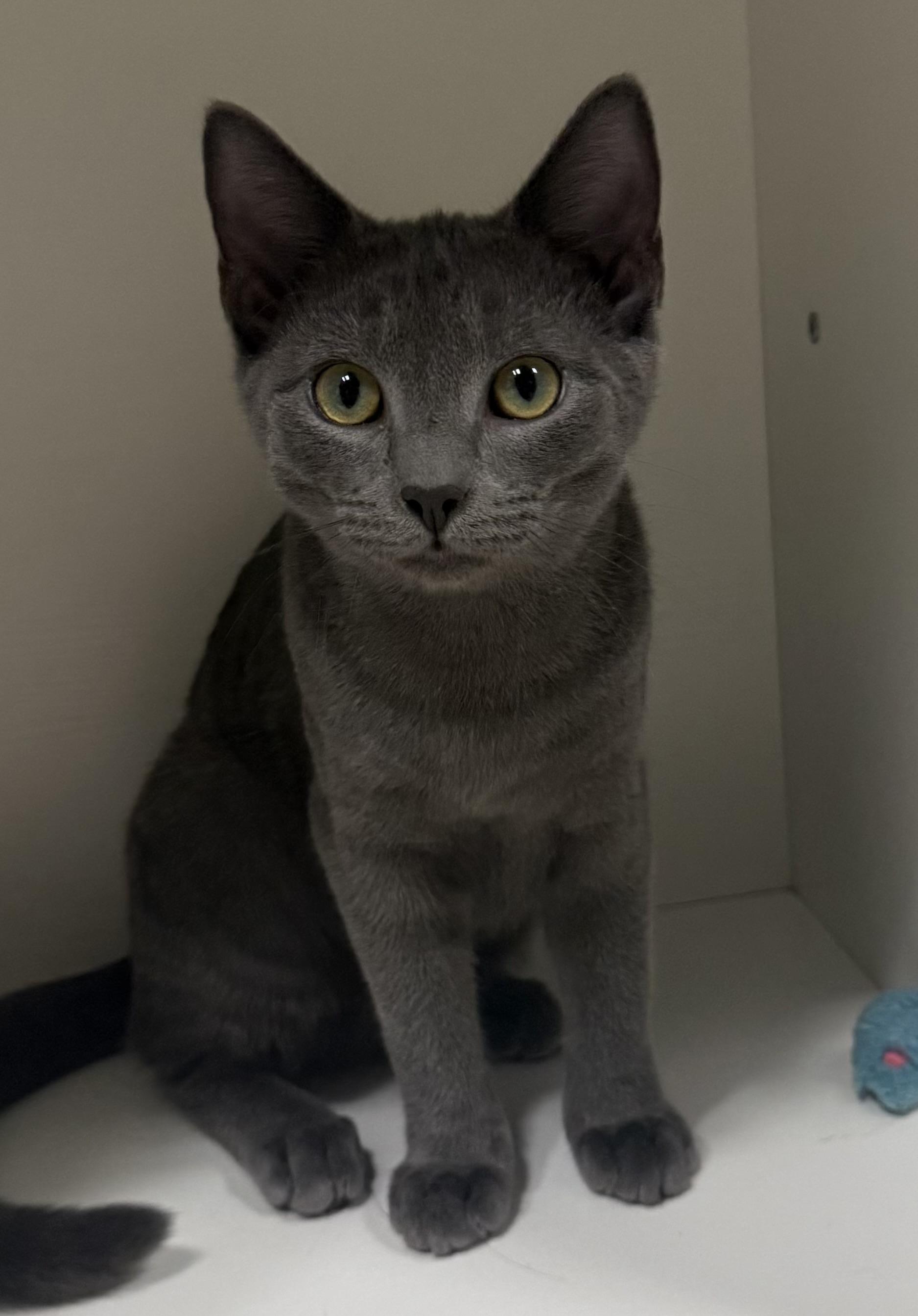 Sarabi (illusion name meaning), Adoptable, Kitten Female Domestic Short Hair.