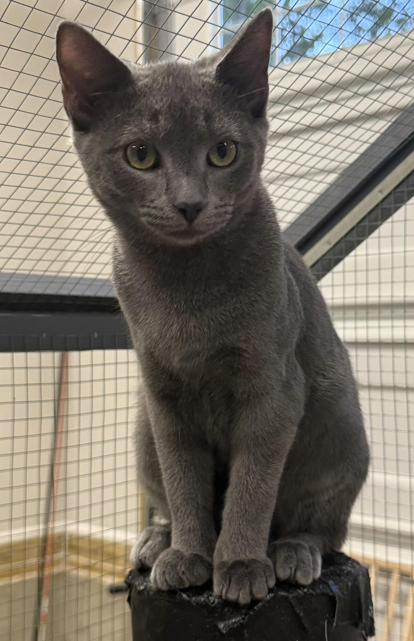 Sarabi (illusion name meaning), a Adoptable Domestic Short Hair in CANONSBURG, PA image 4/5