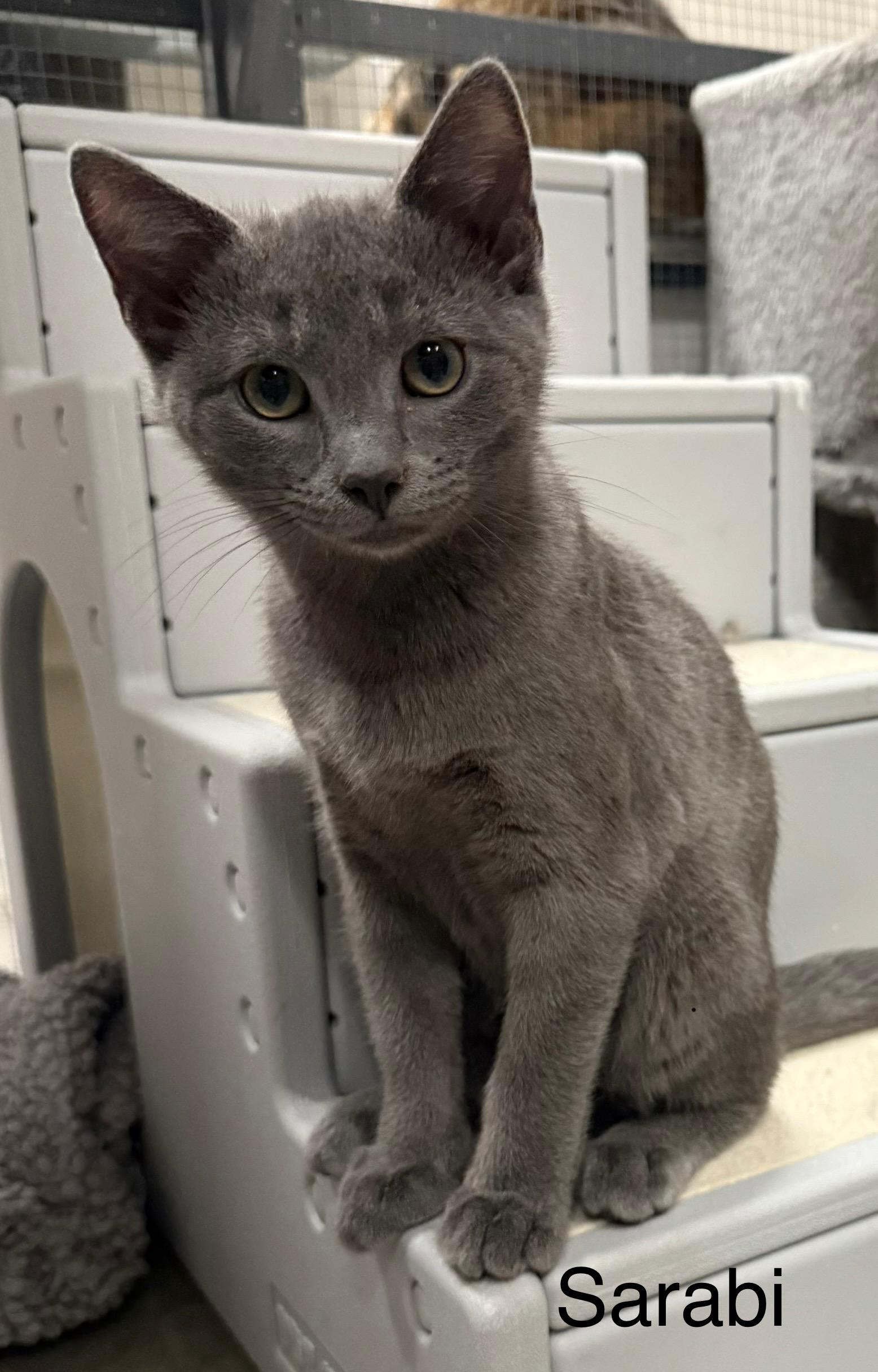 Sarabi (illusion name meaning), a Adoptable Domestic Short Hair in CANONSBURG, PA image 3/5