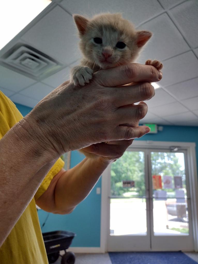 Enlarge Kirby, a Adopted mixed breed in Kendallville, IN image 1/1