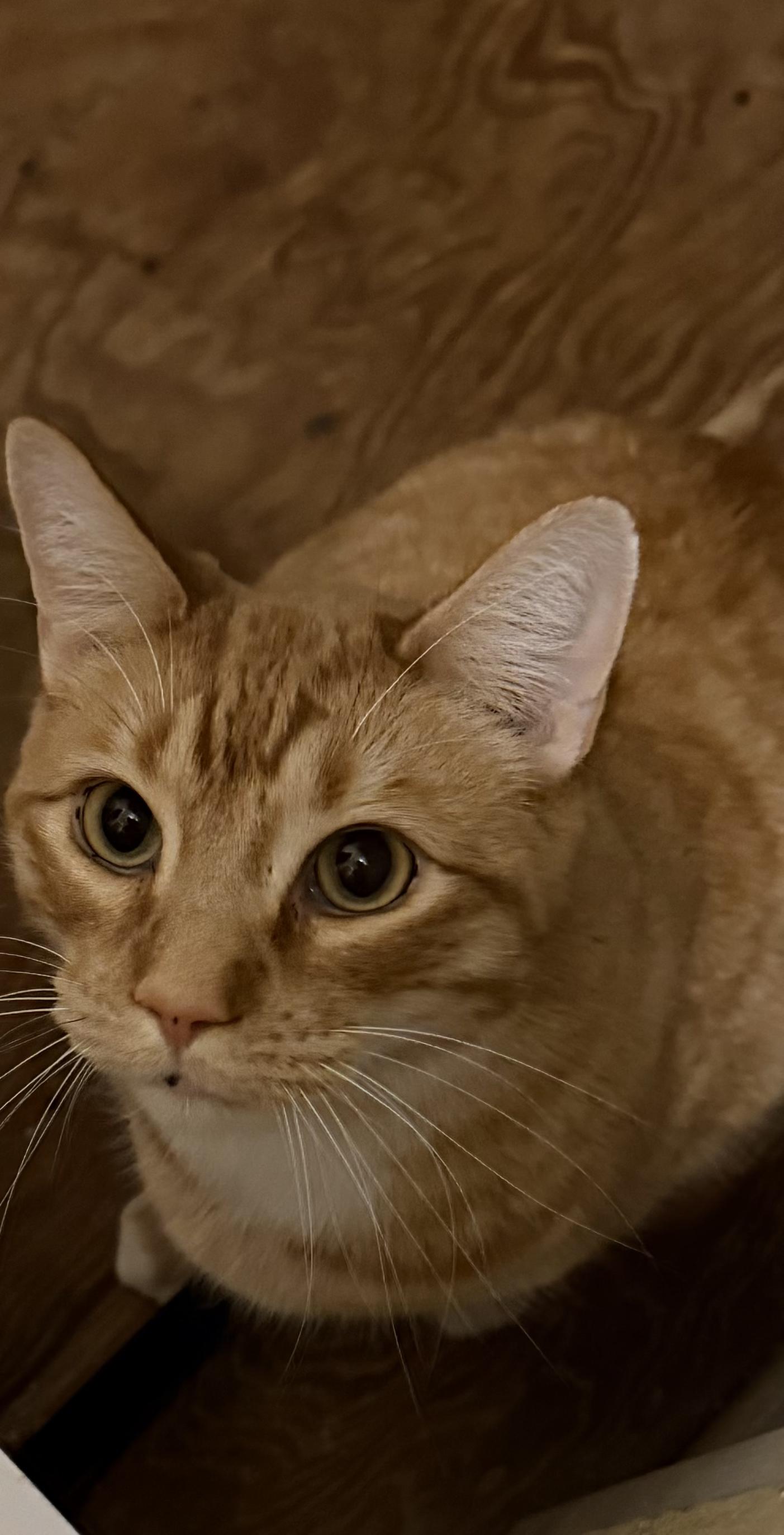 Enlarge Muffin, an adopted Tabby in Belleville, IL image 2/2