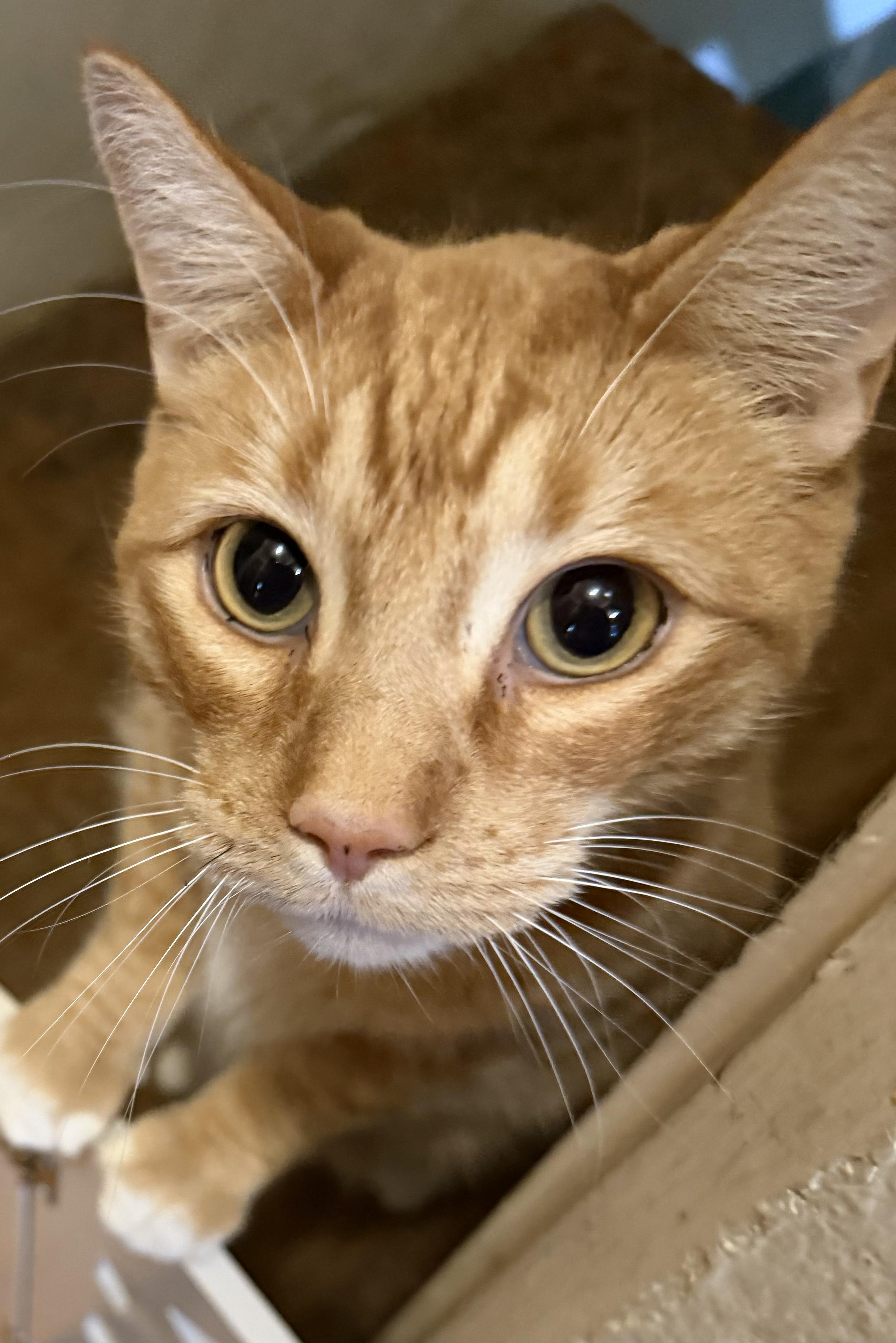 Muffin, adopted, Adult Male Tabby.