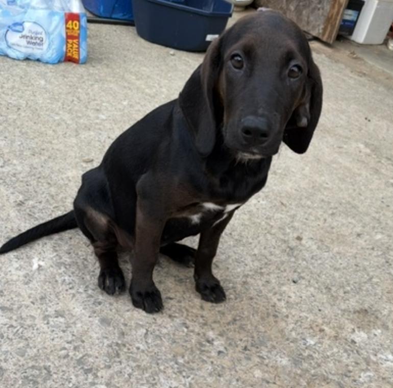 Army, an adopted mixed breed in Woburn, MA image 6/6