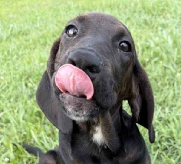 Army, an adopted mixed breed in Woburn, MA image 1/6