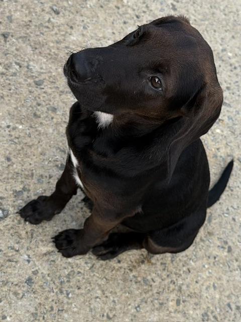 Army, an adopted mixed breed in Woburn, MA image 5/6