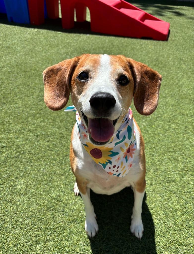 Rosie, Adoptable, Senior Female Beagle & Mixed Breed.