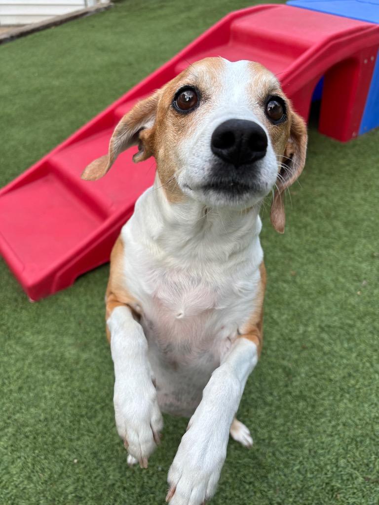 Enlarge Rosie, a Adoptable mixed breed in Fayetteville, AR image 2/3