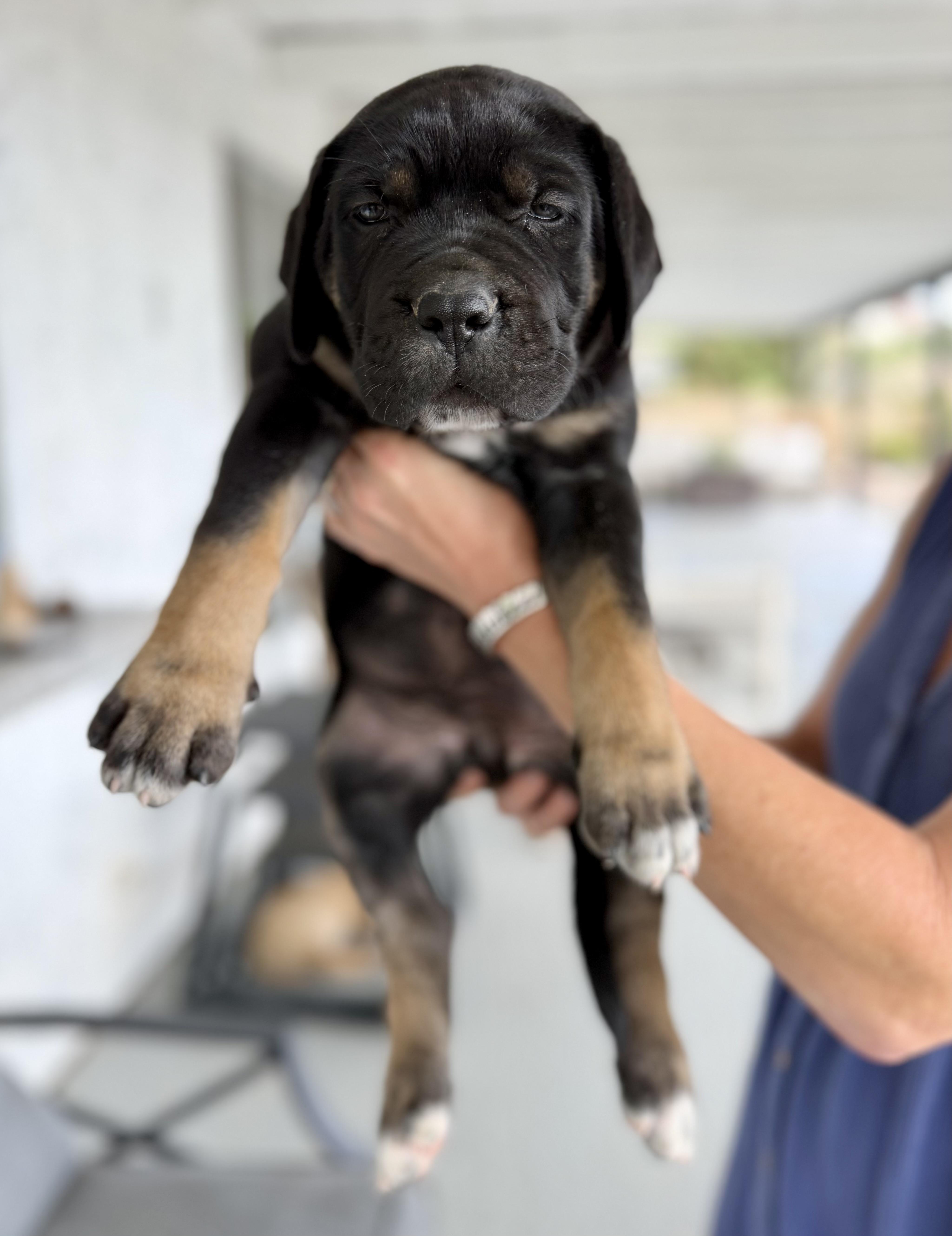 Enlarge Bruce, a Adopted mixed breed in Van Nuys, CA image 1/2