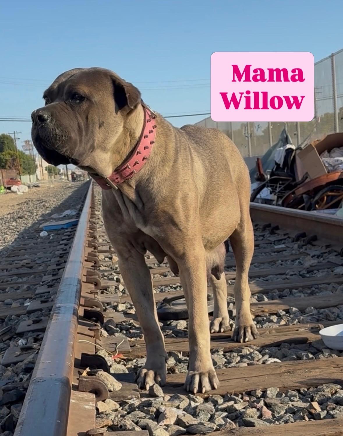 Enlarge Bruce, a Adopted mixed breed in Van Nuys, CA image 2/2