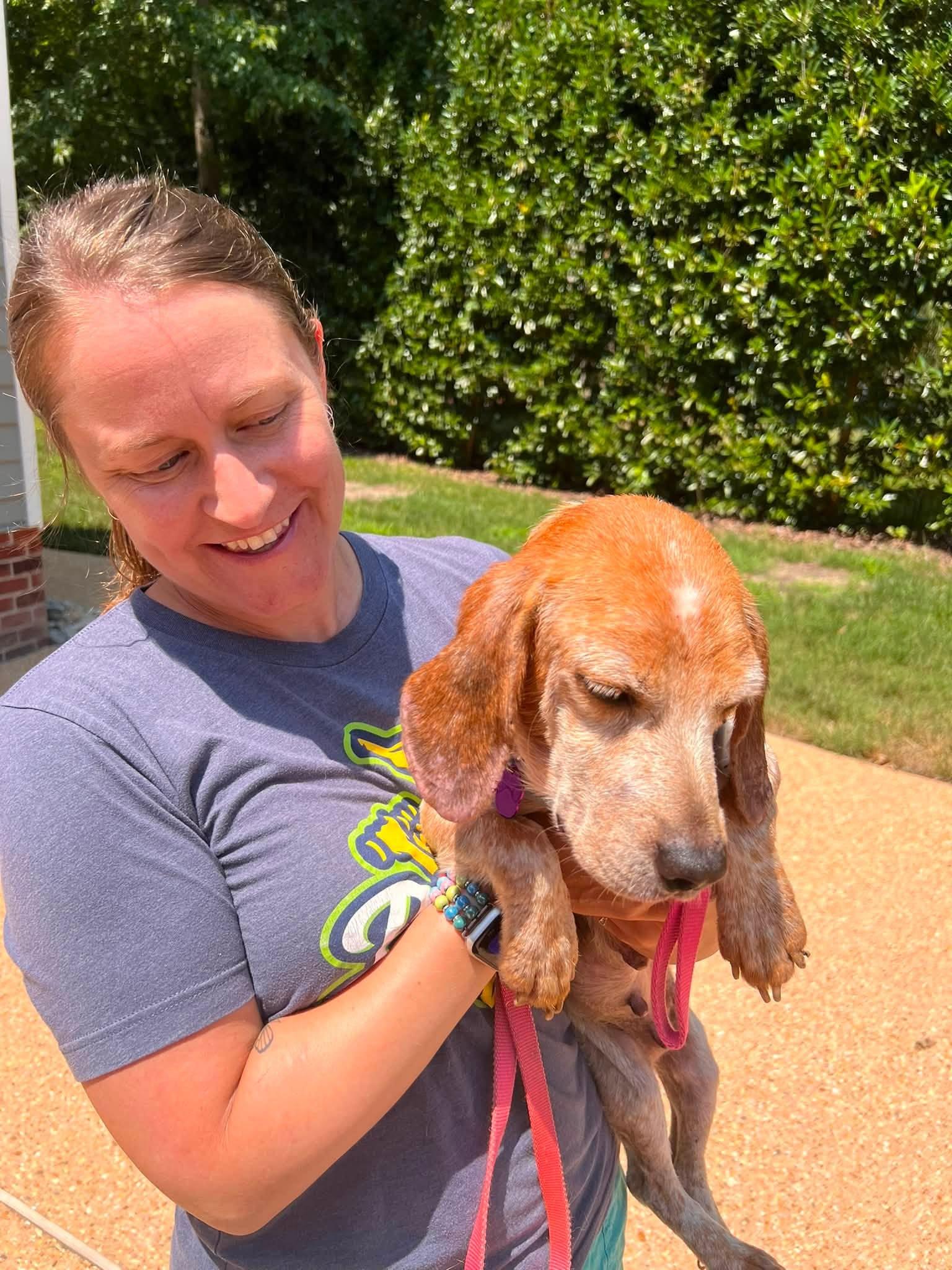 Enlarge Zoey, a ADOPTABLE Beagle in Williamsburg, VA image 6/6