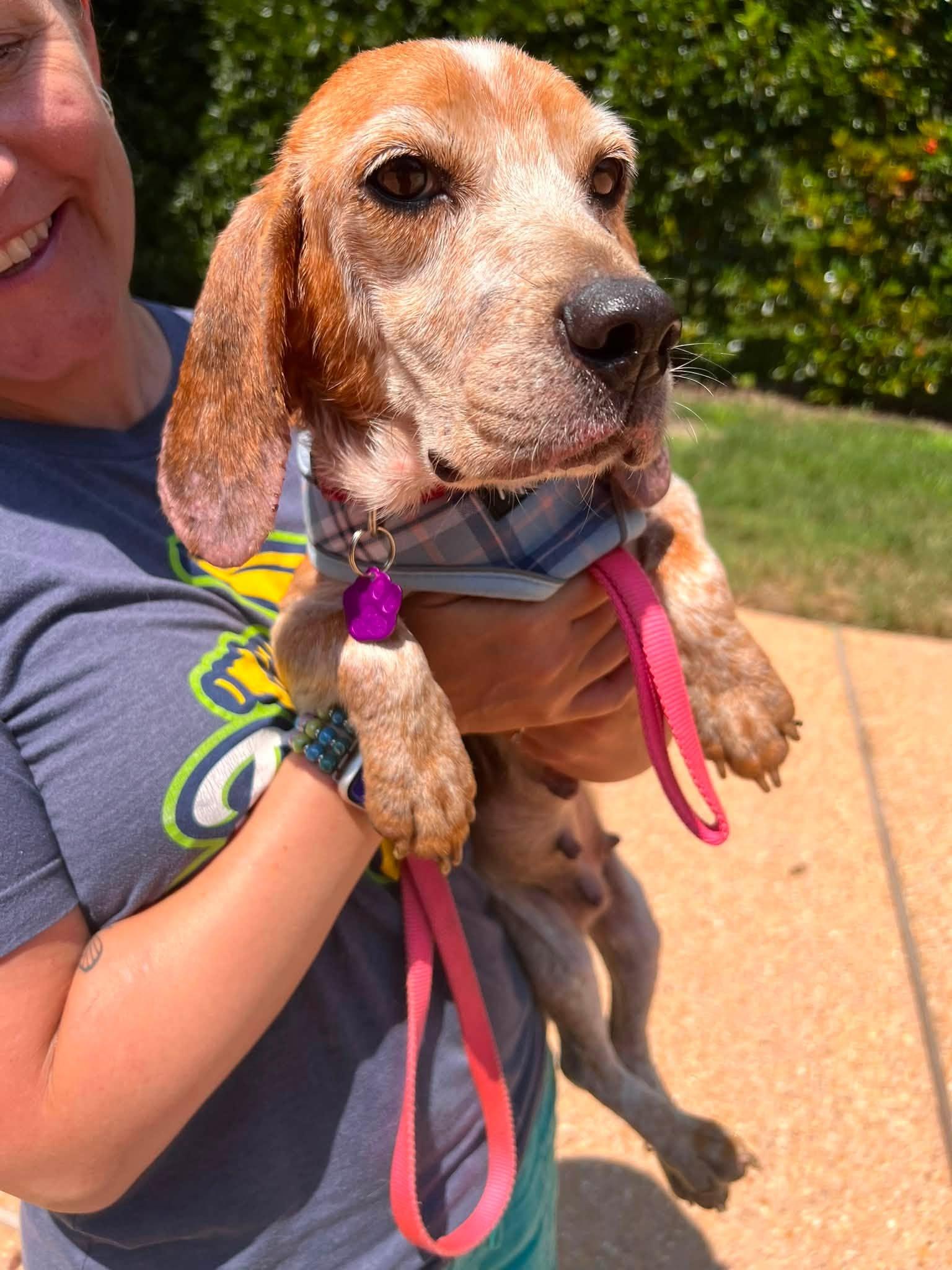 Enlarge Zoey, a ADOPTABLE Beagle in Williamsburg, VA image 5/6